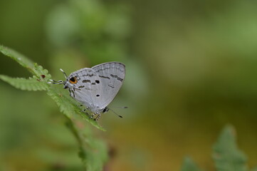 Butterfly from the Taiwan (Hypolycaena kina inari (Wileman, 1908) ) Taiwan black star small gray butterfly  