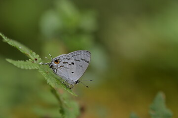 Butterfly from the Taiwan (Hypolycaena kina inari (Wileman, 1908) ) Taiwan black star small gray...