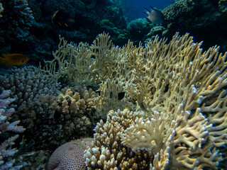 Fantastically beautiful corals and inhabitants of the coral reef in the Red Sea.