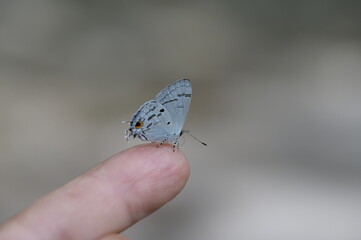 Butterfly from the Taiwan (Hypolycaena kina inari (Wileman, 1908) ) Taiwan black star small gray...