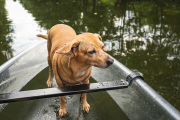 Pies na łódce