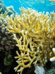 Fototapeta na wymiar Fantastically beautiful corals and inhabitants of the coral reef in the Red Sea.