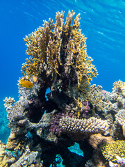 Fantastically beautiful corals and inhabitants of the coral reef in the Red Sea.
