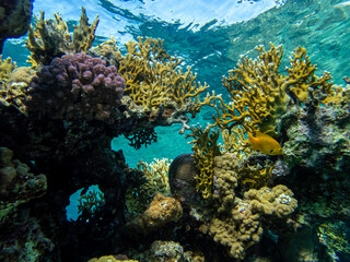 Fantastically beautiful corals and inhabitants of the coral reef in the Red Sea.