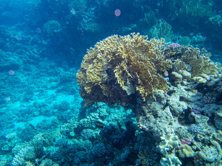 Fototapeta na wymiar Fantastically beautiful corals and inhabitants of the coral reef in the Red Sea.