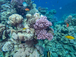 Naklejka na ściany i meble Fantastically beautiful corals and inhabitants of the coral reef in the Red Sea.