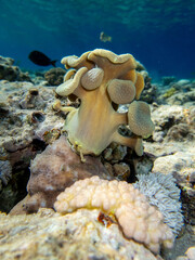 Fantastically beautiful corals and inhabitants of the coral reef in the Red Sea.