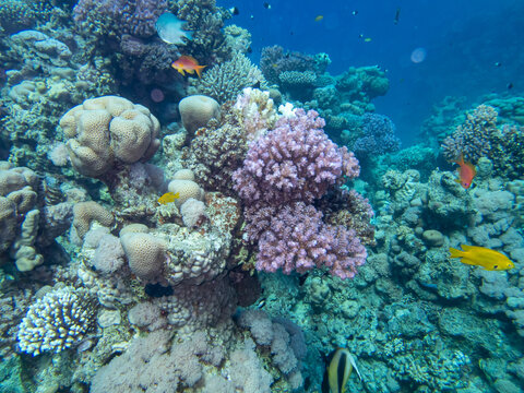 Fantastically beautiful corals and inhabitants of the coral reef in the Red Sea.