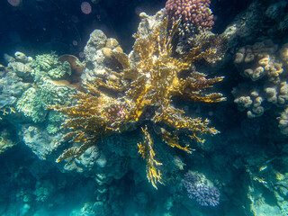 Fantastically beautiful corals and inhabitants of the coral reef in the Red Sea.