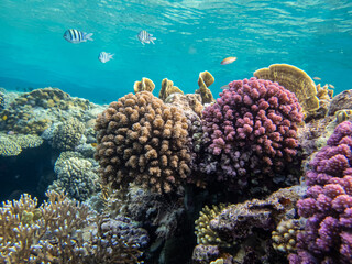 Fantastically beautiful corals and inhabitants of the coral reef in the Red Sea.