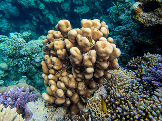 Fantastically beautiful corals and inhabitants of the coral reef in the Red Sea.