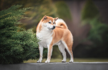 Sweet red white japanese shiba inu dog standing near green bush on a stone tile