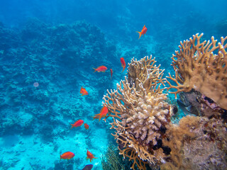 Fantastically beautiful corals and inhabitants of the coral reef in the Red Sea.