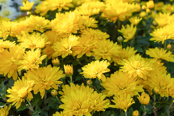 Fresh bright blooming yellow chrysanthemums flowers in autumn garden outside in sunny day. Flower background for greeting card, wallpaper, banner, header.