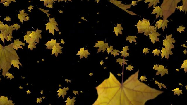 Experience the therapeutic allure of falling leaves in our slow motion animation, a mesmerizing journey through autumn's beauty.