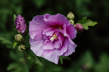 Fototapeta premium Purple hibiscus. Blooming flower on a shrub in the garden