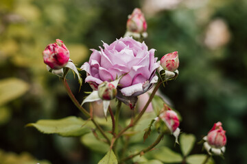 Beautiful purple blooming rose in the garden. Growing flowers at home.