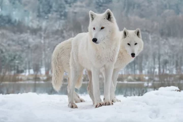 Fotobehang two white polar wolf stands in the background of the forest © fotomaster