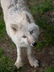 little white polar wolf looks up
