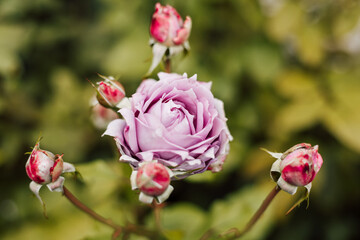 Beautiful purple blooming rose in the garden. Growing flowers at home.