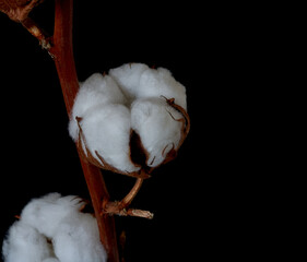 cotton flowers grow on a black background
