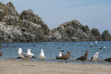 ウミネコの繁殖地として有名な蕪島