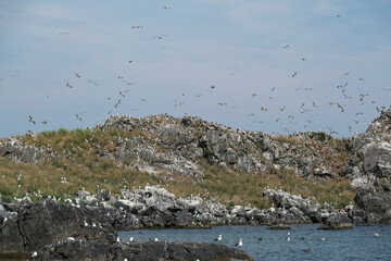 ウミネコの繁殖地として有名な蕪島
