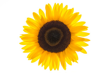 Fototapeta premium Common sunflower (Helianthus annuus) flower head with yellow translucent tepals isolated on white. Big sun shaped plant backlit by bright sunshine, symbol of hope and sustainability or environment.