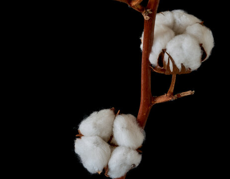 cotton flowers grow on a black background