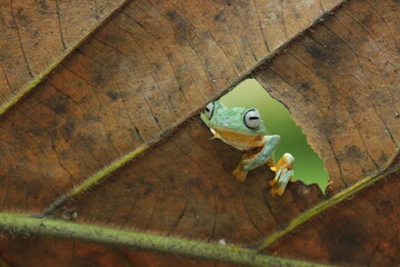 frog, flying frog, a frog peeking from behind a dry leaf