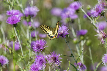 Papillon posé sur une fleur de chardon
