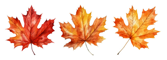Set of artistic watercolor style autumn leaves isolated on white background. Fall nature elements.
