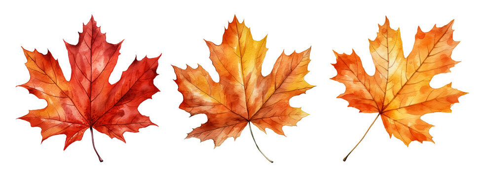 Set of artistic watercolor style autumn leaves isolated on white background. Fall nature elements.
