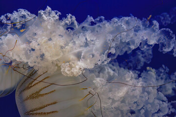 Bioluminescent Symphony: Jellyfish's Ballet in Dark Waters