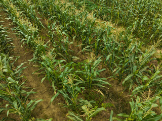 Green maize crop growing at farm