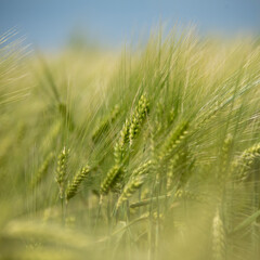 Green harvests in the field against a blue, blurred background. Closeup