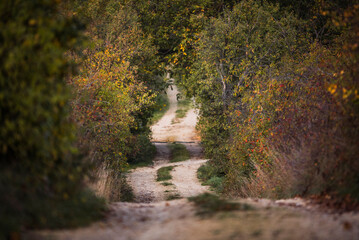 Winding gravel road with bushes and trees on both sides in early autumn