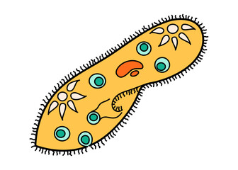 Paramecium Caudatum proteus science icon with nucleus, vacuole, contractile. Biology education laboratory cartoon protozoa organism. Bold bright unicellular microorganism. Vector illustration isolated