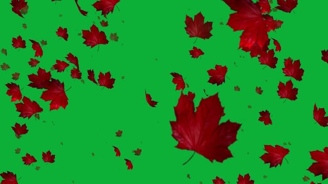 Discover the magic of autumn anew through our slow motion animation, which highlights the poetic nature of falling leaves.
