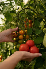 A farmer grows tomatoes in a greenhouse. Growing vegetables. Food