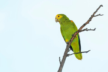 Naklejka premium Yellow-shouldered Amazon (Amazona barbadensis) perched on a branch, Bonaire, Dutch Caribbean