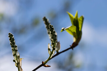 the branches of the bird cherry tree in the spring season