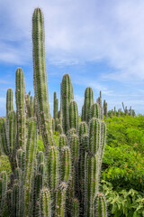 Large columnar cactus, dominating the landscape of Bonaire, Washington Slagbaai National Park, Dutch Caribbean.