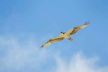 Osprey (Pandion haliaetus) in flight against blue sky, Bonaire, Dutch Caribbean.