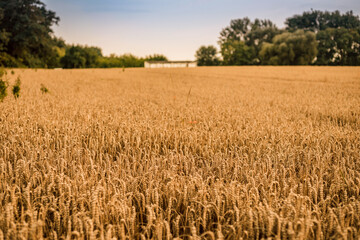 Wheat field in evening after sunset. Growing wheat in rural areas. Making bread