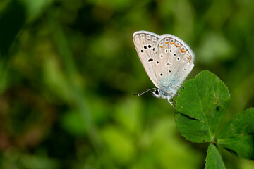 butterfly on a green leaf