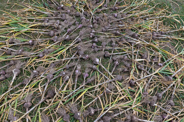 home harvest of harvested garlic during preparation for storage
