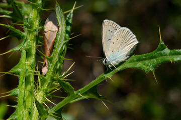 butterfly on a leaf