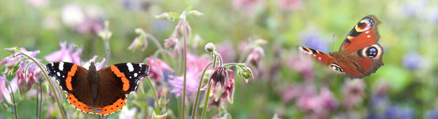 Schmetterling 1086 © K.-U. Häßler