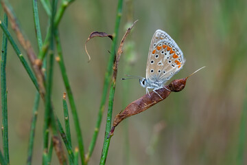 butterfly on grass